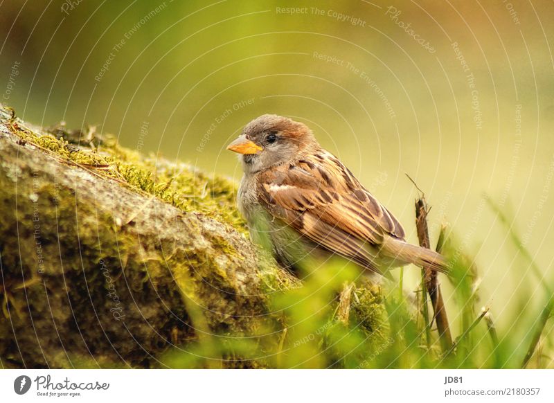 Kleiner Spatz Natur Landschaft Tier Sommer Schönes Wetter Pflanze Park Felsen Vogel 1 natürlich niedlich braun mehrfarbig grün Leben Neugier Stolz nachhaltig