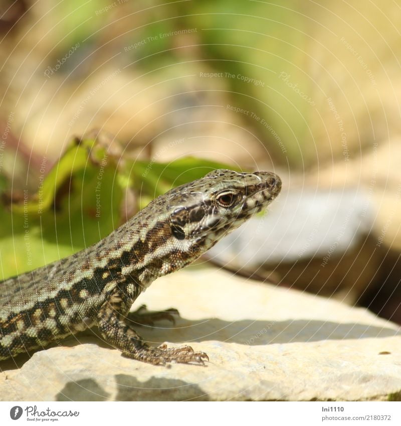 Eidechse Natur Tier Sonne Sommer Schönes Wetter Wärme Garten Park Felsen Wildtier Echte Eidechsen 1 natürlich Neugier dünn braun gelb grau grün schwarz weiß