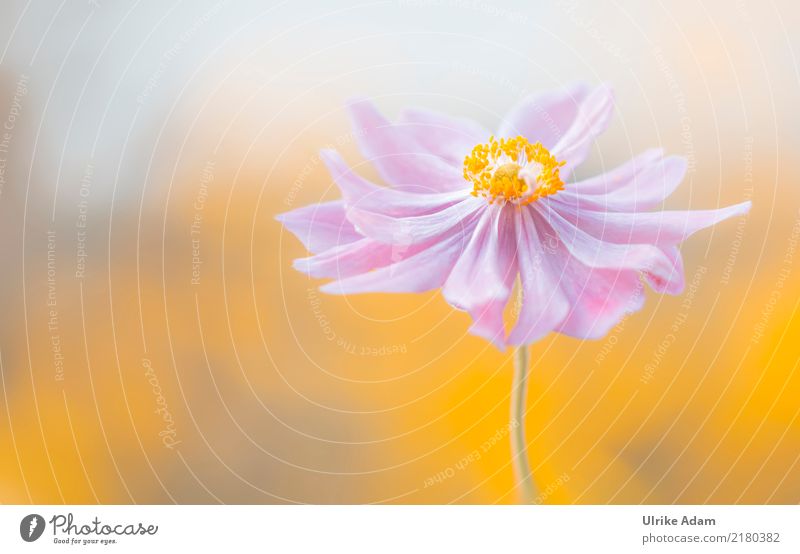 Herbst Anemone elegant harmonisch Wohlgefühl Zufriedenheit Erholung ruhig Meditation Dekoration & Verzierung Tapete Bild Poster Natur Pflanze Sommer Blume Blüte