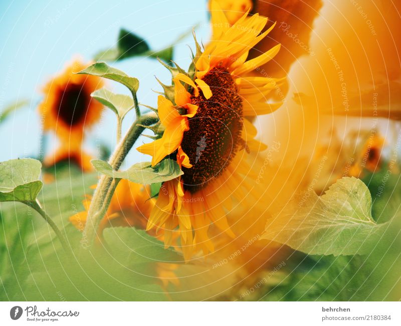 für steffne... Natur Pflanze Himmel Sommer Schönes Wetter Blume Blatt Blüte Sonnenblume Feld Wildtier Biene Blühend Duft fliegen Fressen leuchten schön orange