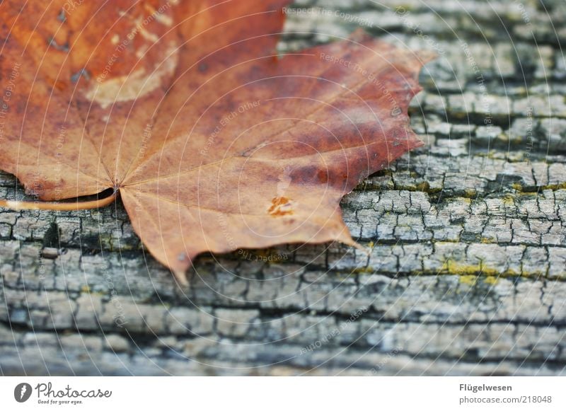 Christoph Maria Herbst II Blatt eckig Warmherzigkeit Zufriedenheit Herbstlaub herbstlich Herbstwetter Herbstbeginn Brandasche Brennholz November Oktober