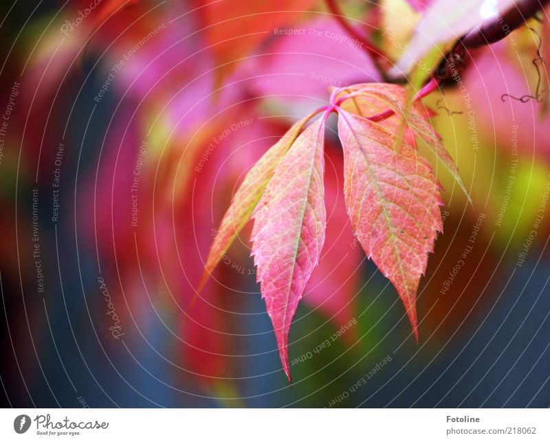 (Rot) Wein Umwelt Natur Pflanze Herbst Blatt Wildpflanze hell natürlich rot mehrfarbig Wilder Wein Weinblatt herbstlich Herbstlaub Herbstfärbung Farbfoto