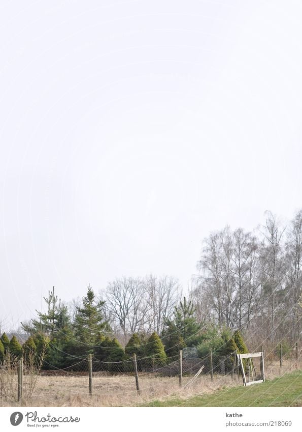 Bonjour tristesse Natur Landschaft Erde Luft Himmel Wolkenloser Himmel Herbst schlechtes Wetter Eis Frost Baum Sträucher Wald frieren Wachstum kalt grün