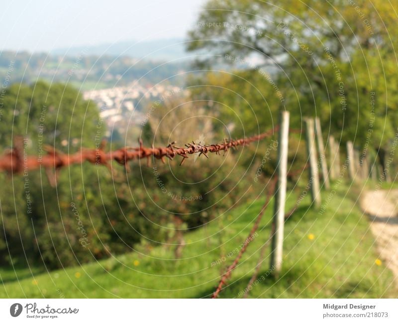 Stachel Draht Zaun Natur Landschaft Sommer Herbst Wetter Schönes Wetter Baum Gras Wiese Hügel Farbfoto Außenaufnahme Experiment Menschenleer Textfreiraum links