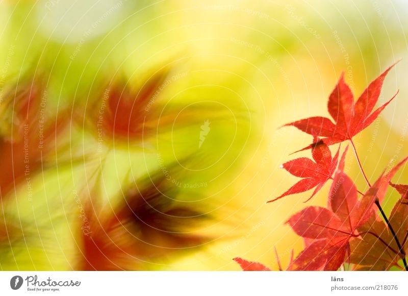 gegenüber von herbstlichen Blättern Umwelt Natur Pflanze Herbst Blatt gelb rot Vergänglichkeit Wandel & Veränderung Japanischer Ahorn Farbfoto Menschenleer