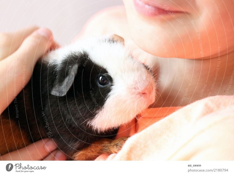 Mensch und Tier Kind Kindheit Haustier Tiergesicht Fell Zoo Streichelzoo Meerschweinchen Nase Auge 1 festhalten Kommunizieren Liebe klein niedlich weich rosa