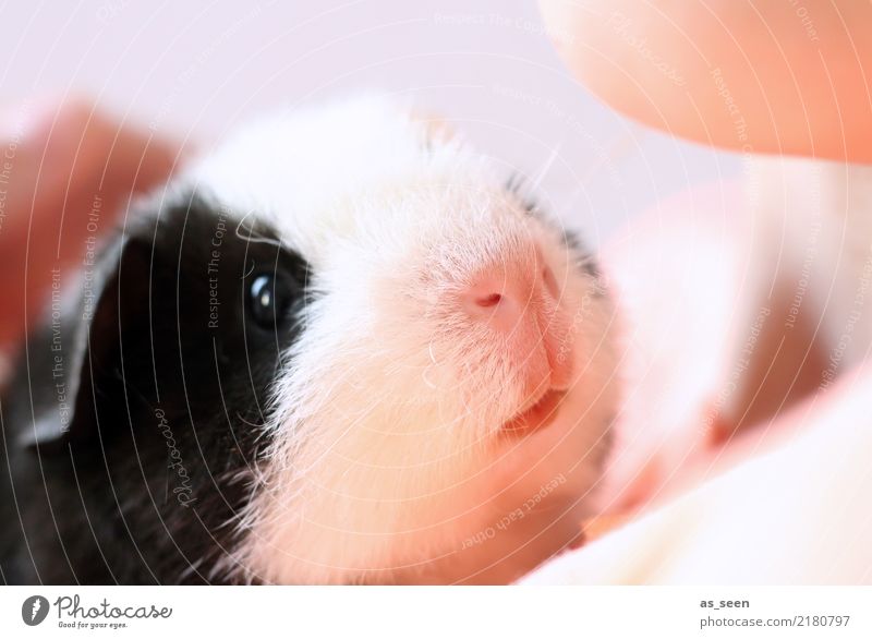 Familienzuwachs Tier Haustier Tiergesicht Fell Zoo Streichelzoo Meerschweinchen Nagetiere Auge Maul Nase festhalten Kommunizieren krabbeln kuschlig klein