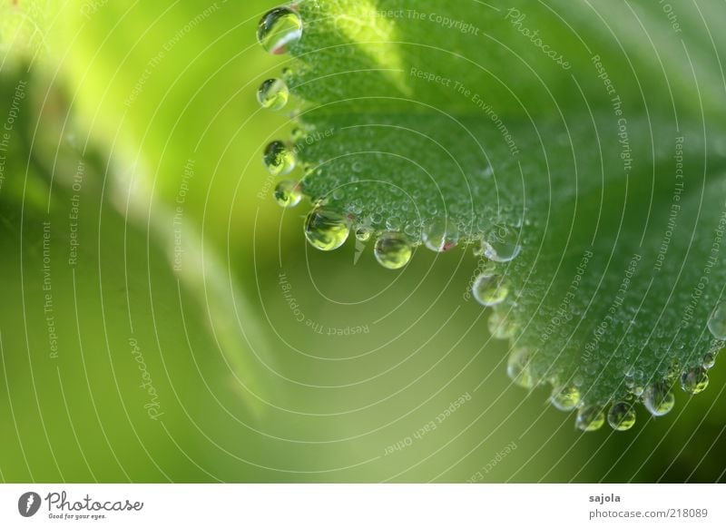 wasserperlen Umwelt Natur Pflanze Urelemente Wasser Wassertropfen Blatt Grünpflanze ästhetisch grün Tau Farbfoto Außenaufnahme Nahaufnahme Detailaufnahme