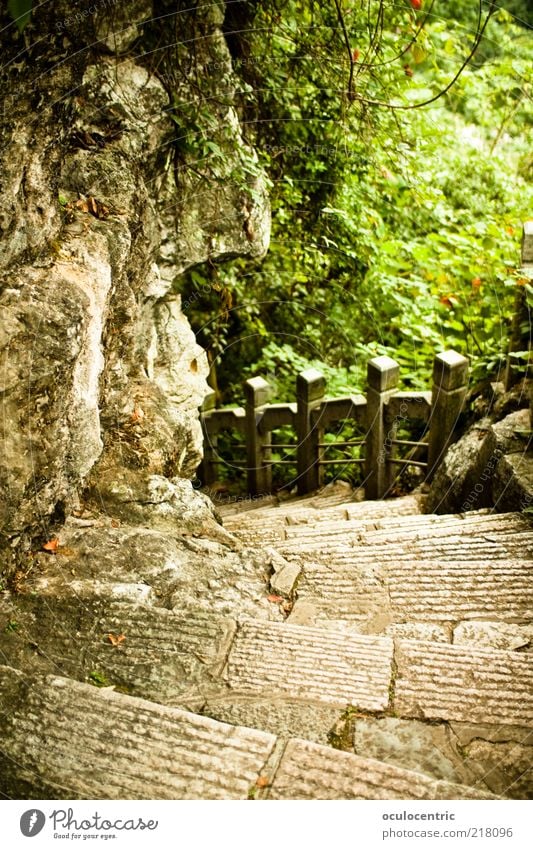 Bergab Umwelt Natur Pflanze Sonnenlicht Sommer Sträucher Grünpflanze Garten Park Wald Klischee robcore Guilin China Treppe Stein Farbfoto Außenaufnahme Tag