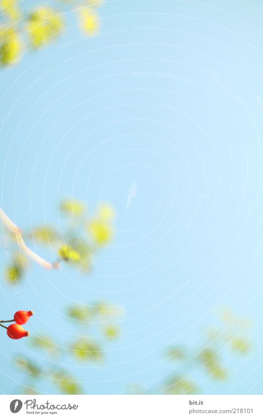 wir wollen auch ins Bild ;-) Natur Pflanze Himmel Herbst Schönes Wetter Sträucher Blatt Wildpflanze frisch natürlich wild blau grün rot Zweige u. Äste