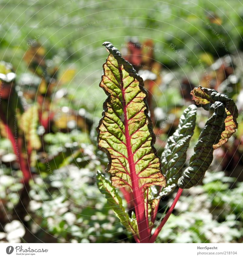 Mangold rot-grün Pflanze Blatt Grünpflanze Nutzpflanze Gemüse Gemüsebeet durchscheinend leuchtend grün leuchtende Farben Blattadern Gärtnerei Feld Roter Mangold