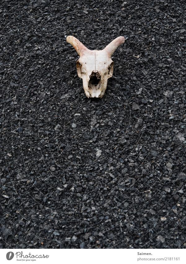 Totenkopf Schädel Tod tot Tierschädel Hörner Schotter Steine dunkel düster hoffnungslos vergänglich totes Tier Farbfoto