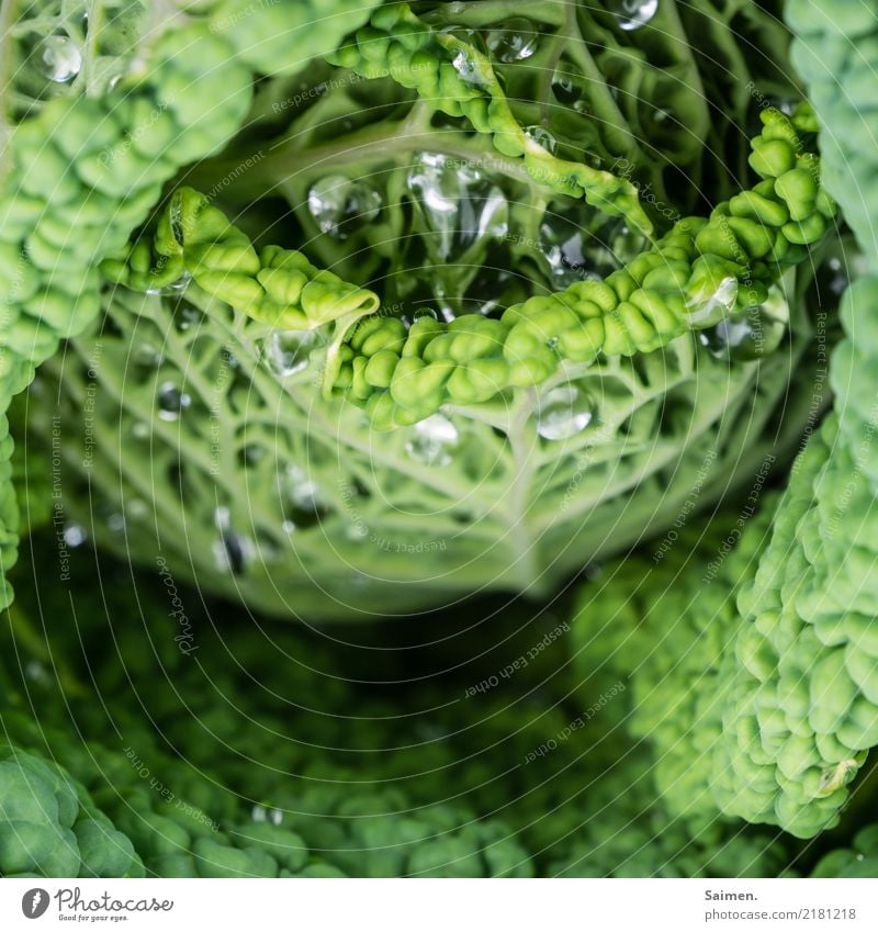 Wirsing Wassertropfen Natur Detailaufnahme Garten Grün Farbfoto wachsen Gemüse pflanze leben gesund natürlich Veganer Vegetarisch Bioprodukte Ernährung lecker