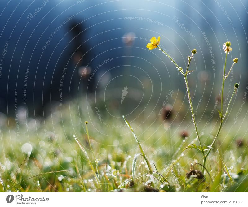 grasgeflüster Umwelt Natur Erde Wasser Wassertropfen Himmel Herbst Schönes Wetter Pflanze Blume Gras Sträucher Grünpflanze Wiese kalt Tau Farbfoto Außenaufnahme