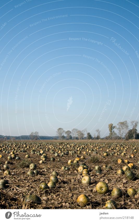 die grosse versammlung der kürbisse. Lebensmittel Gemüse Kürbis Kürbiszeit Bioprodukte Feld Sand rund gelb Umwelt Textfreiraum oben Sonnenlicht