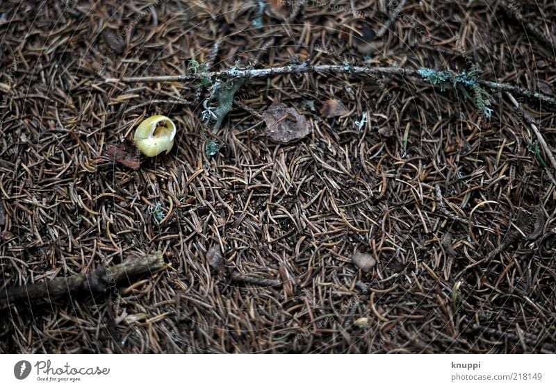 Ruhepol ruhig Umwelt Natur Tier Erde Herbst Moos Schnecke 1 Holz alt liegen dunkel braun Schneckenhaus Waldboden Farbfoto Gedeckte Farben Außenaufnahme