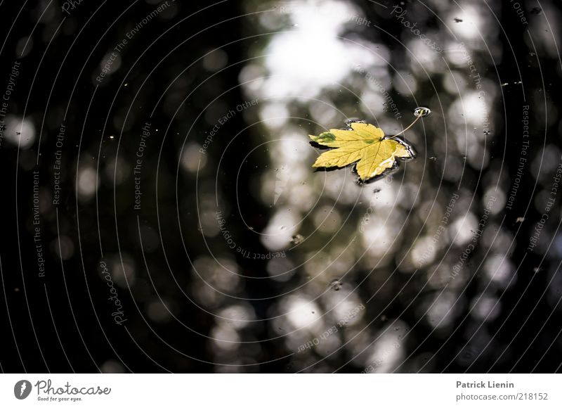 Time. has told me Umwelt Natur Pflanze Wasser Herbst Blatt Teich See nass Reflexion & Spiegelung grün seicht schön Stimmung Traurigkeit dunkel Einsamkeit