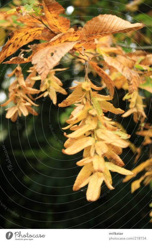 Propellerblatt 2 ruhig Natur Pflanze Herbst Baum hängen dehydrieren Wachstum natürlich braun einzigartig Perspektive Farbfoto mehrfarbig Außenaufnahme