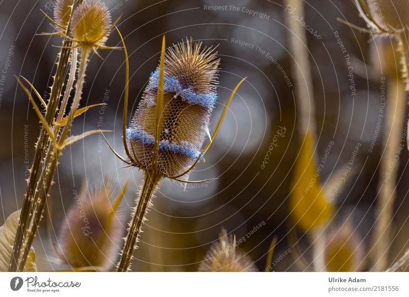 Wilde Karde Natur Pflanze Sommer Herbst Blüte Kardendistel Edeldistel Distelblüte Garten Park Blühend dunkel stachelig ruhig Trauer Traurigkeit Vergänglichkeit