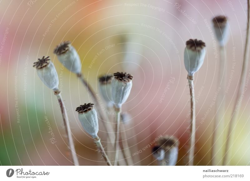 Herbstmohn Natur Pflanze Blume Mohn Mohnkapsel verblüht dehydrieren ästhetisch dünn braun grau ruhig Farbfoto Gedeckte Farben mehrfarbig Studioaufnahme