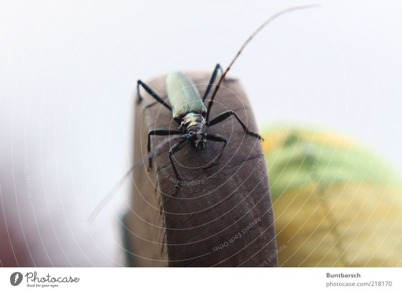 moschusbock Stuhllehne Sitzpolster Polster Natur Tier Käfer Moschusbock Bockkäfer Insekt Sechsfüßer Fühler Beine 1 krabbeln grün Farbfoto Außenaufnahme