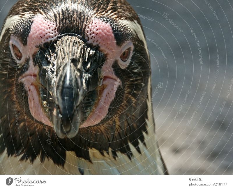 Ping Tier Tiergesicht Zoo 1 Gefühle Stimmung Pinguin Meeresvogel Schnabel Auge Gesichtsausdruck Tag Zootier Farbfoto Gedeckte Farben Außenaufnahme Nahaufnahme