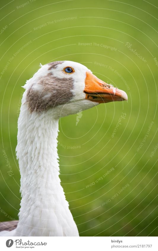 Neugier Wiese Nutztier Gans 1 Tier beobachten Blick ästhetisch frei listig lustig natürlich positiv klug grau grün orange weiß Zufriedenheit Wachsamkeit