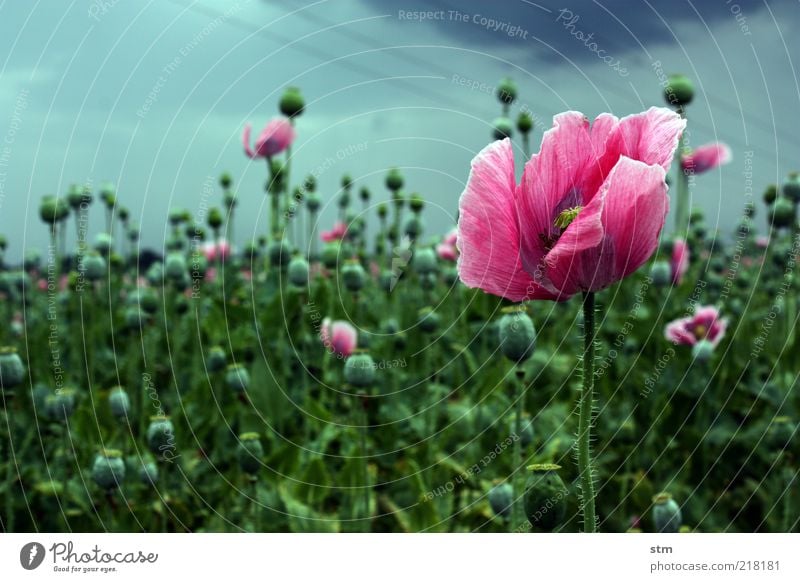 letzte blüte Mohn Mohnblüte Mohnfeld Mohnkapsel harmonisch Natur Landschaft Pflanze schlechtes Wetter Blume Blüte Nutzpflanze Feld ästhetisch Vergänglichkeit