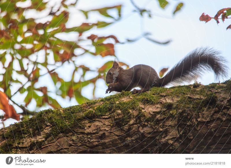 Eichhörnchen Natur Pflanze Tier Baum Wald Fell Wildtier kuschlig Umweltschutz Eichkater Eichkatzerl Eichkatzl Eichkätzchen Flora und Fauna Kastanienbaum