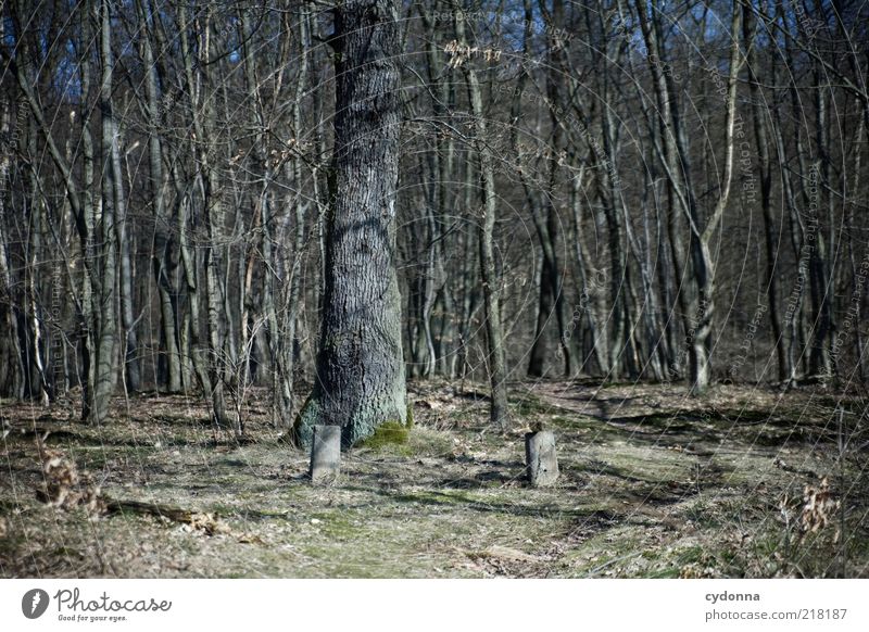 Bank ruhig Umwelt Natur Landschaft Herbst Baum Wald ästhetisch einzigartig geheimnisvoll Vergänglichkeit Wandel & Veränderung fehlen sitzfläche Farbfoto