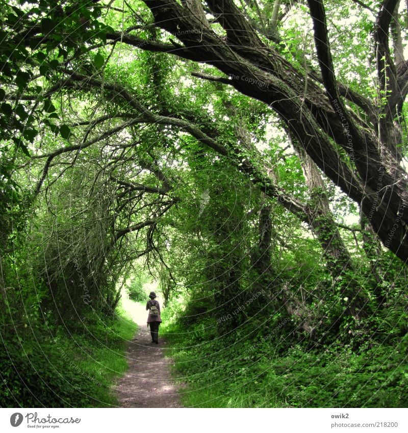 Grünes Gewölbe Mensch Erwachsene 1 Umwelt Natur Landschaft Pflanze Baum Gras Sträucher Efeu Blatt Grünpflanze Wildpflanze Wald Urwald Bretagne Wege & Pfade