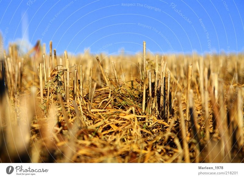 Kornfeld nach der Ernte Natur Herbst Feld Idylle Perspektive Stimmung Wandel & Veränderung Farbfoto Außenaufnahme Menschenleer Tag Froschperspektive