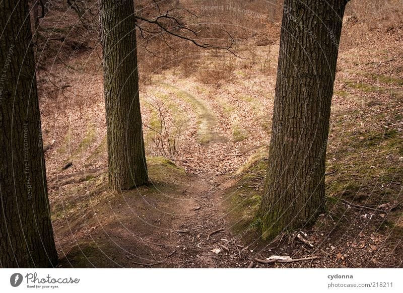 Waldbühne Umwelt Natur Herbst Baum einzigartig Ende entdecken geheimnisvoll Leben nachhaltig ruhig stagnierend träumen Verfall Vergangenheit Vergänglichkeit