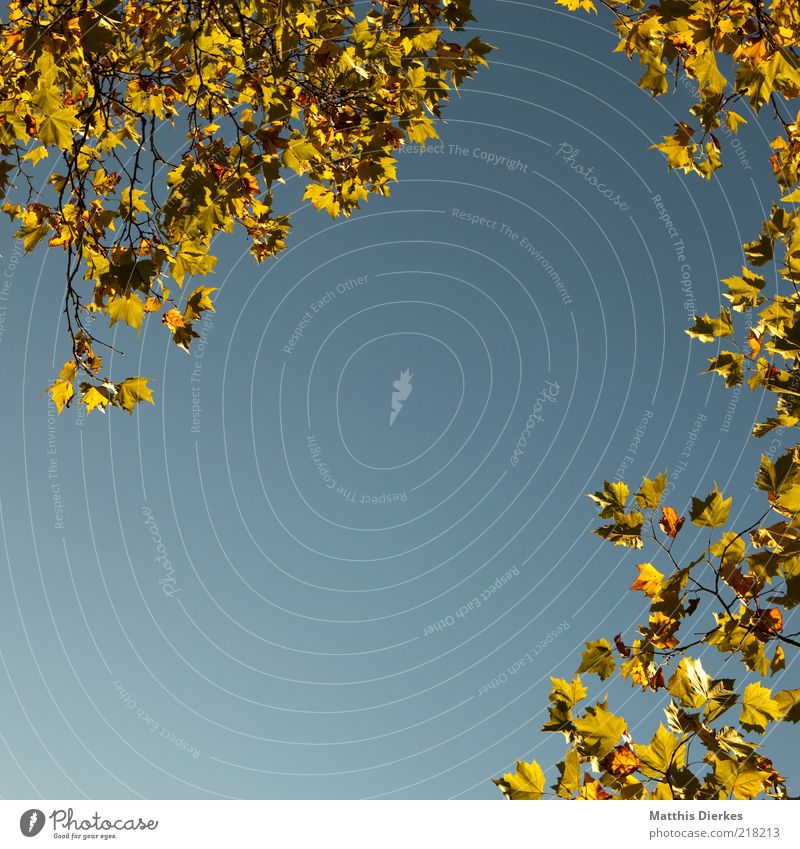 Herbstrahmen Blatt Rahmen Zweig Ast Baum herbstlich Textfreiraum gold Blauer Himmel Froschperspektive Herbstlaub Zweige u. Äste Herbstfärbung Schönes Wetter