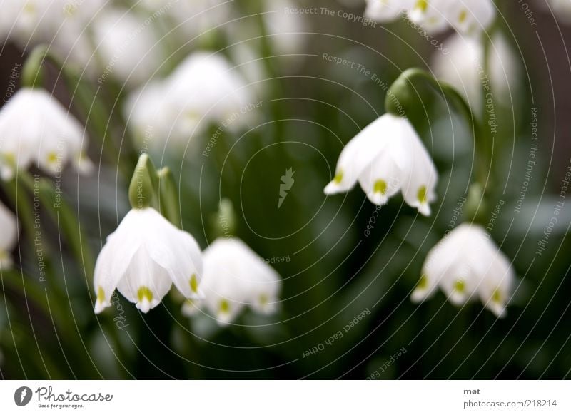 Den Kopf hängen lassen Umwelt Natur Pflanze Sommer Blume Blüte grün weiß schön Schneeglöckchen Farbfoto Außenaufnahme Menschenleer Tag Unschärfe