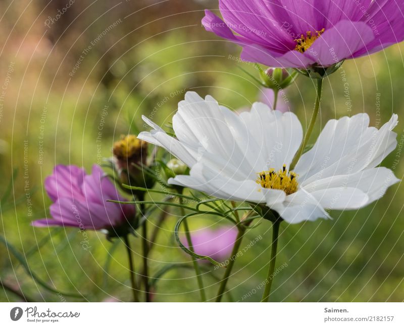 Blumen Blütenblatt pflanze Gewächs Natur wachsen Frühling wachstum schön leben Garten Stiel Farbfoto rosa Pflanze Nahaufnahme Farbe weiss Detailaufnahme Blatt