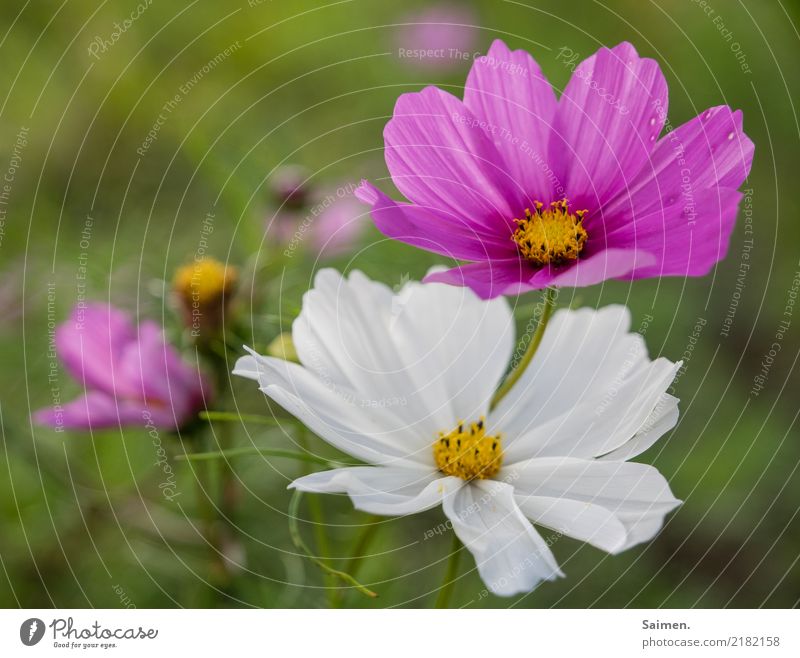 Blumenblüte Fahne Blüte Blütenblatt Garten blühen Sommer Blumenwiese rosa weiss Natur pflanze Farbfoto Detailaufnahme