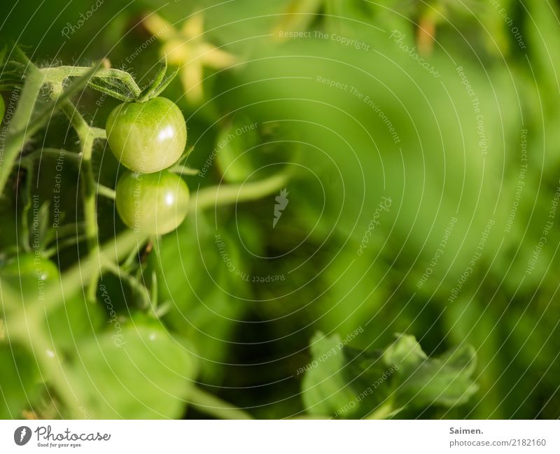 Grüne Tomaten unreif wachsen gedeihen Gemüse Ernährung Nahrung Farbfoto Garten Natur pflanze Detailaufnahme Veganer Bioprodukte natürlich Vegetarisch