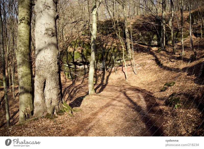 Waldweg Wohlgefühl Zufriedenheit Erholung ruhig Umwelt Natur Herbst Baum Wege & Pfade Bewegung einzigartig Freiheit Idylle Leben nachhaltig Vergänglichkeit