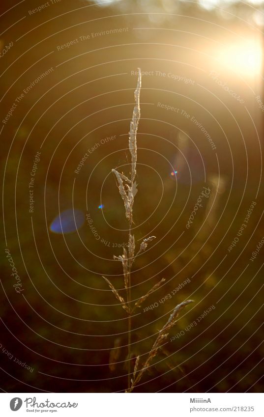 Gras 2 Natur Pflanze Wildpflanze Blühend ästhetisch grün Farbfoto Nahaufnahme Sonnenlicht Gegenlicht Starke Tiefenschärfe Menschenleer Stengel Unschärfe