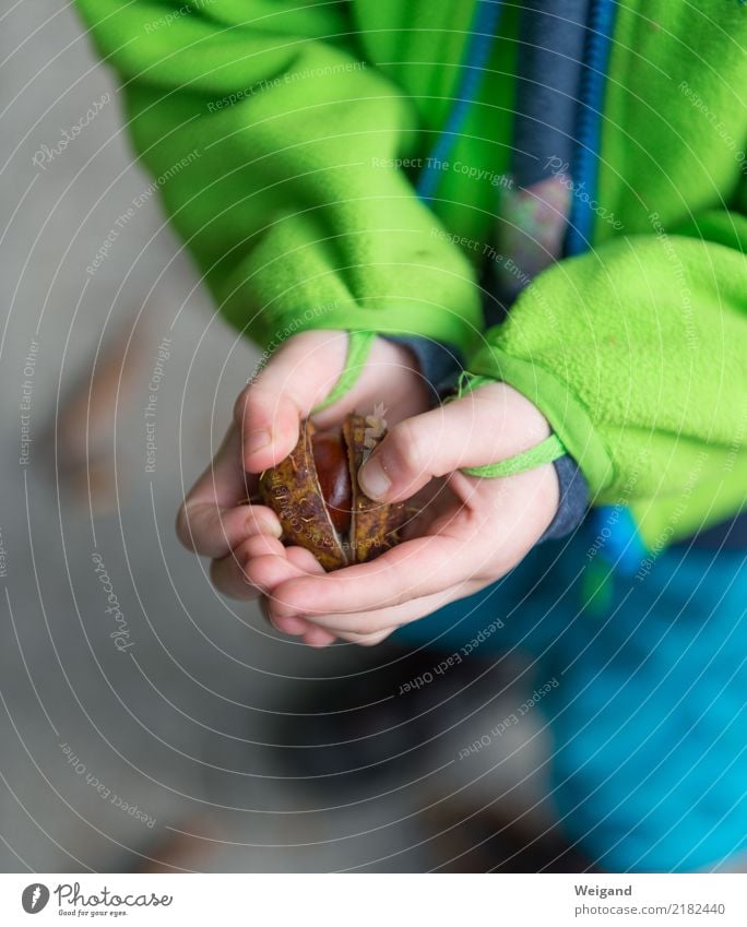 Herbstschatz Leben harmonisch Wohlgefühl Zufriedenheit Sinnesorgane Erholung ruhig Meditation Handarbeit Kind Kleinkind Mädchen Junge Kindheit genießen Glück