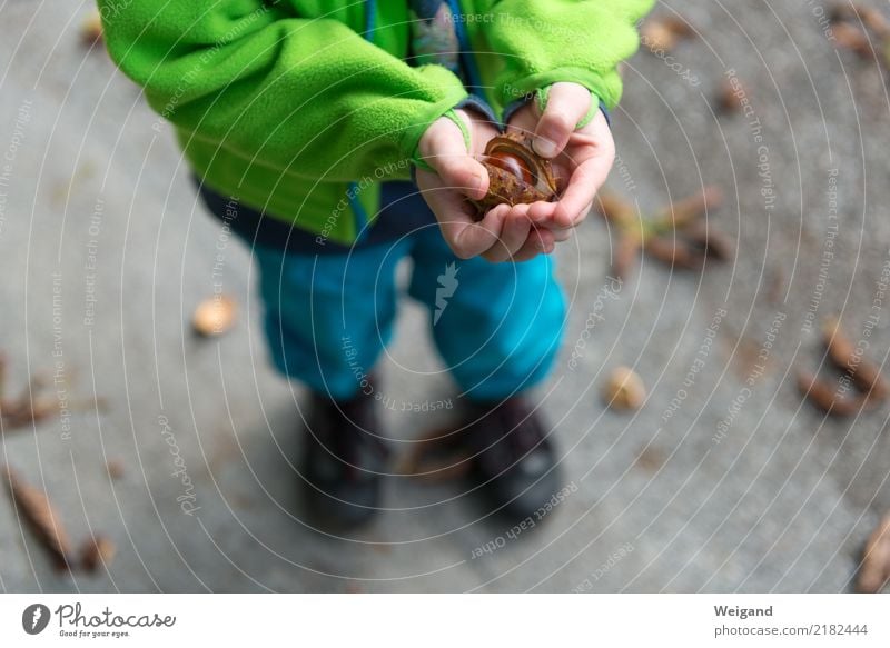 Kastanienmurmel harmonisch Wohlgefühl Erholung ruhig Kind Kleinkind Mädchen Junge Kindheit 1 Mensch Glück Neugier trösten dankbar Herbst Kindergarten