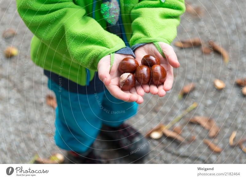 Herbstschatz Kindergarten Schulkind Kleinkind Mädchen Junge Kindheit 3-8 Jahre festhalten Zusammensein braun gewissenhaft Vorsicht Gelassenheit geduldig ruhig