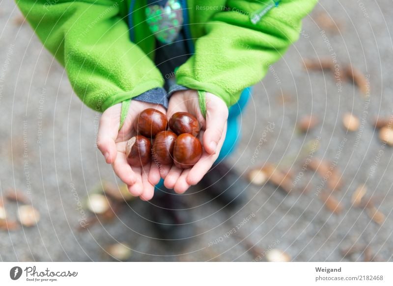 Schatzsuche Kindererziehung Kindergarten lernen Kleinkind Mädchen Junge Familie & Verwandtschaft Kindheit 1 Mensch beobachten Erfolg glänzend Glück Herbst