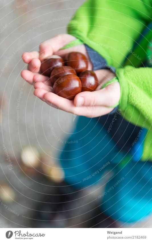 Kastanienschatz harmonisch Wohlgefühl Zufriedenheit Sinnesorgane Erholung ruhig Meditation Oktoberfest Erntedankfest Mensch Kind Kleinkind Mädchen Junge