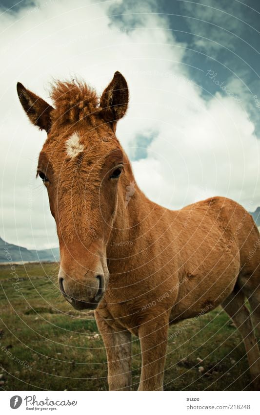 Frischling Umwelt Natur Himmel Wolken Wiese Tier Nutztier Wildtier Pferd Tiergesicht 1 Tierjunges frei schön natürlich niedlich wild braun Neugier Island Fohlen