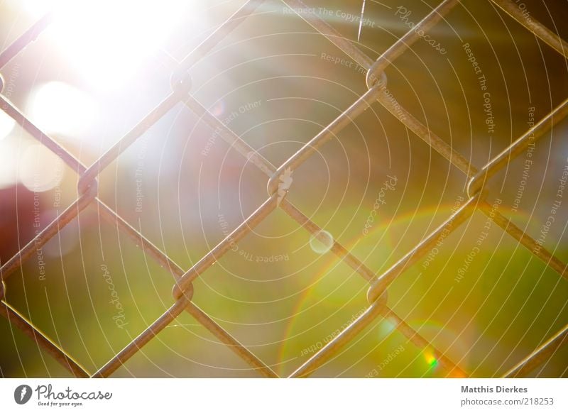 Zaun Umwelt Natur ästhetisch Gegenlicht Maschendrahtzaun Sonne Sonnenfleck Reflexion & Spiegelung Herbst Sonnenuntergang gefangen Farbfoto Außenaufnahme