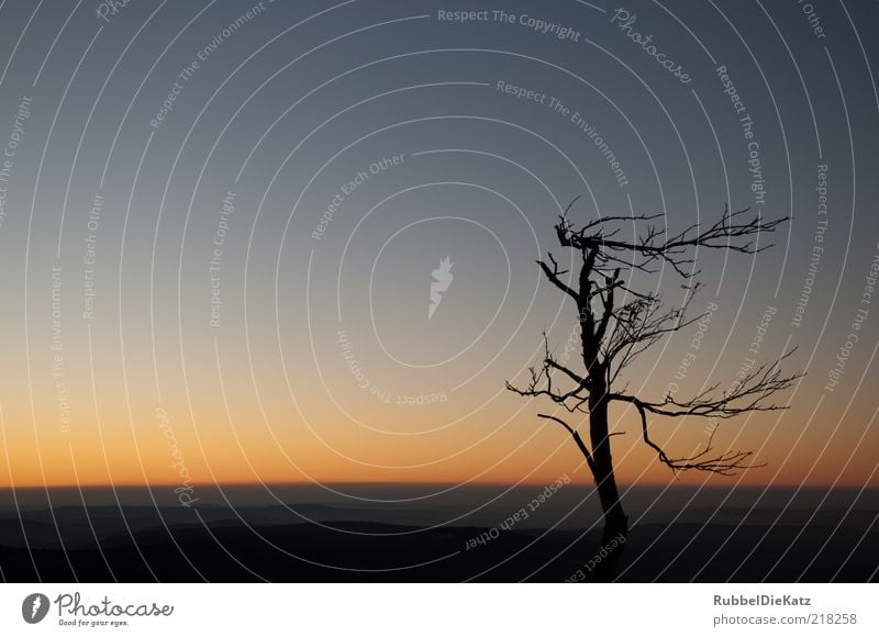 Sturmfrisur 2 Umwelt Natur Landschaft Erde Himmel Wolkenloser Himmel Nachthimmel Horizont Sonnenaufgang Sonnenuntergang Herbst Klima Dürre Baum Berge u. Gebirge