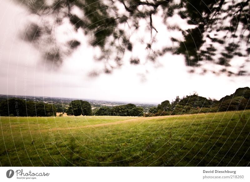 Stürmische Zeiten Natur Landschaft Pflanze Luft Himmel Wolken Sommer schlechtes Wetter Baum Gras Blatt Grünpflanze Wiese Wald grün Waldrand Ast Republik Irland