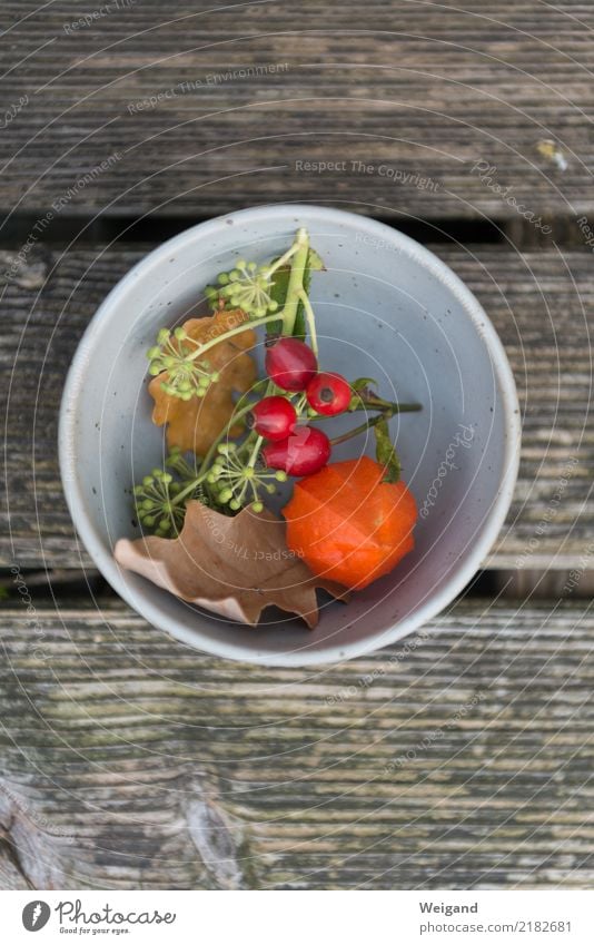 Herbstwelt Schalen & Schüsseln harmonisch Wohlgefühl Zufriedenheit Sinnesorgane Erholung ruhig Meditation Duft Erntedankfest verblüht Glück Wärme orange achtsam